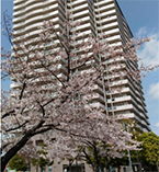 都施行型都民住宅の写真